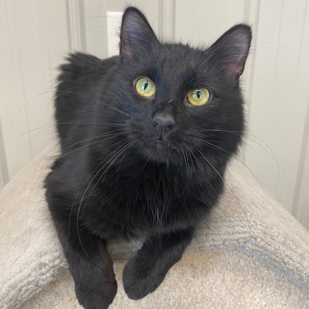 Frosty - Domestic Longhair available for adoption