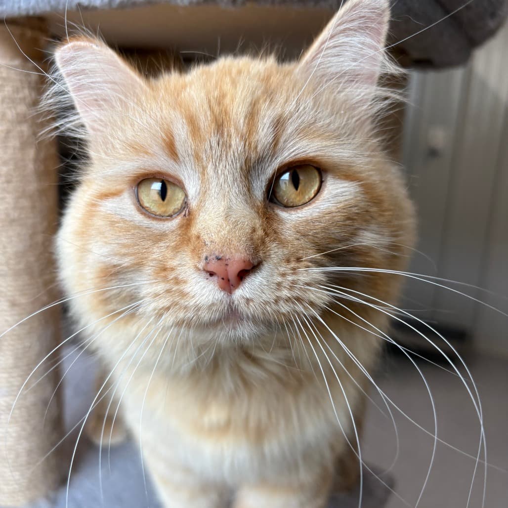 Lionel - Domestic Medium Hair cat available for adoption at North East SPCA in Melfort