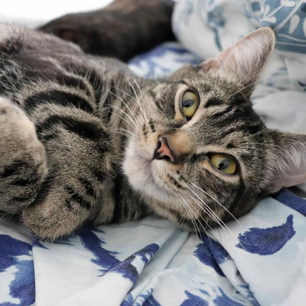 Ravioli - Domestic Shorthair cat available for adoption at Vancouver Orphan Kitten Rescue Association in Vancouver