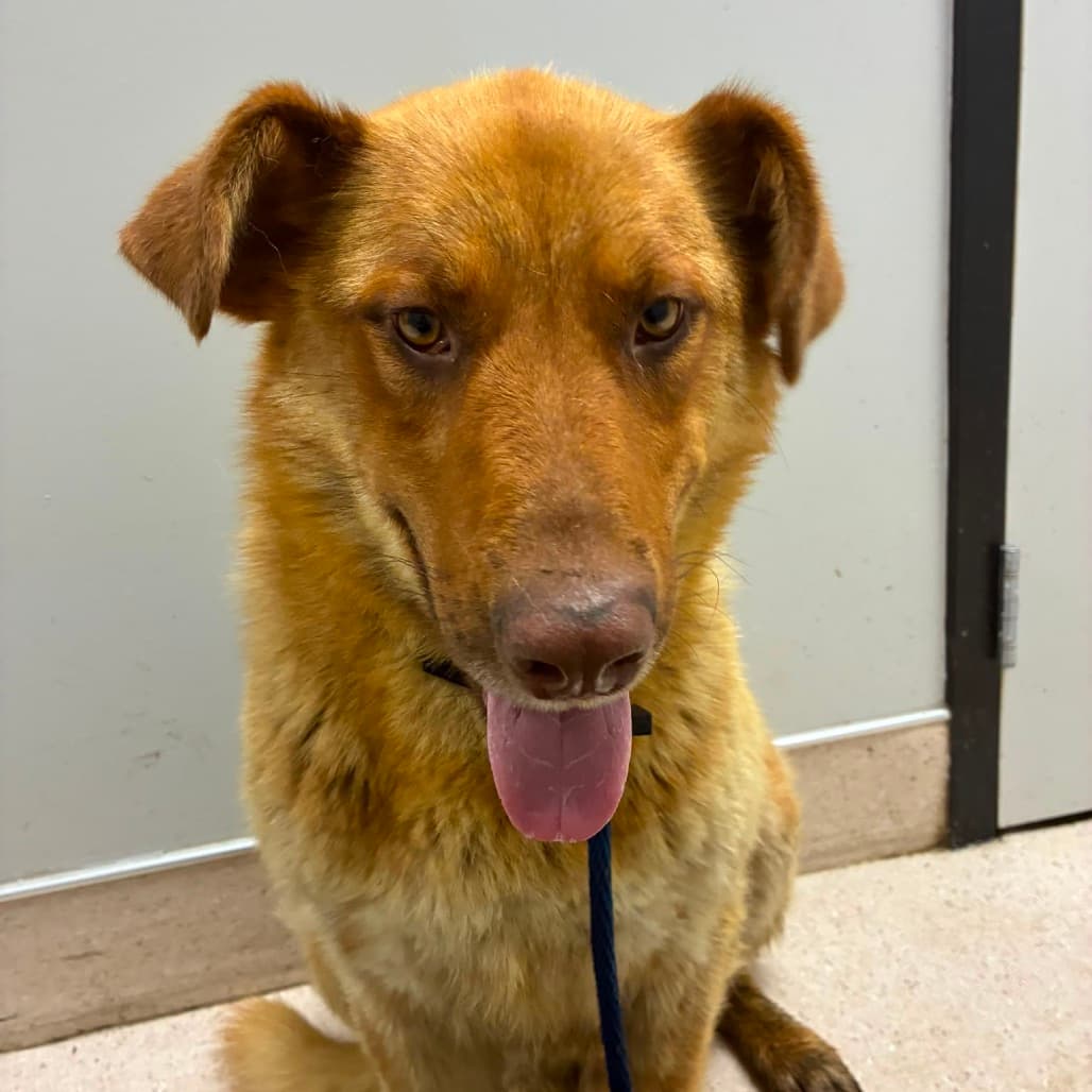 Andy - SHEPHERD/MIX available for adoption