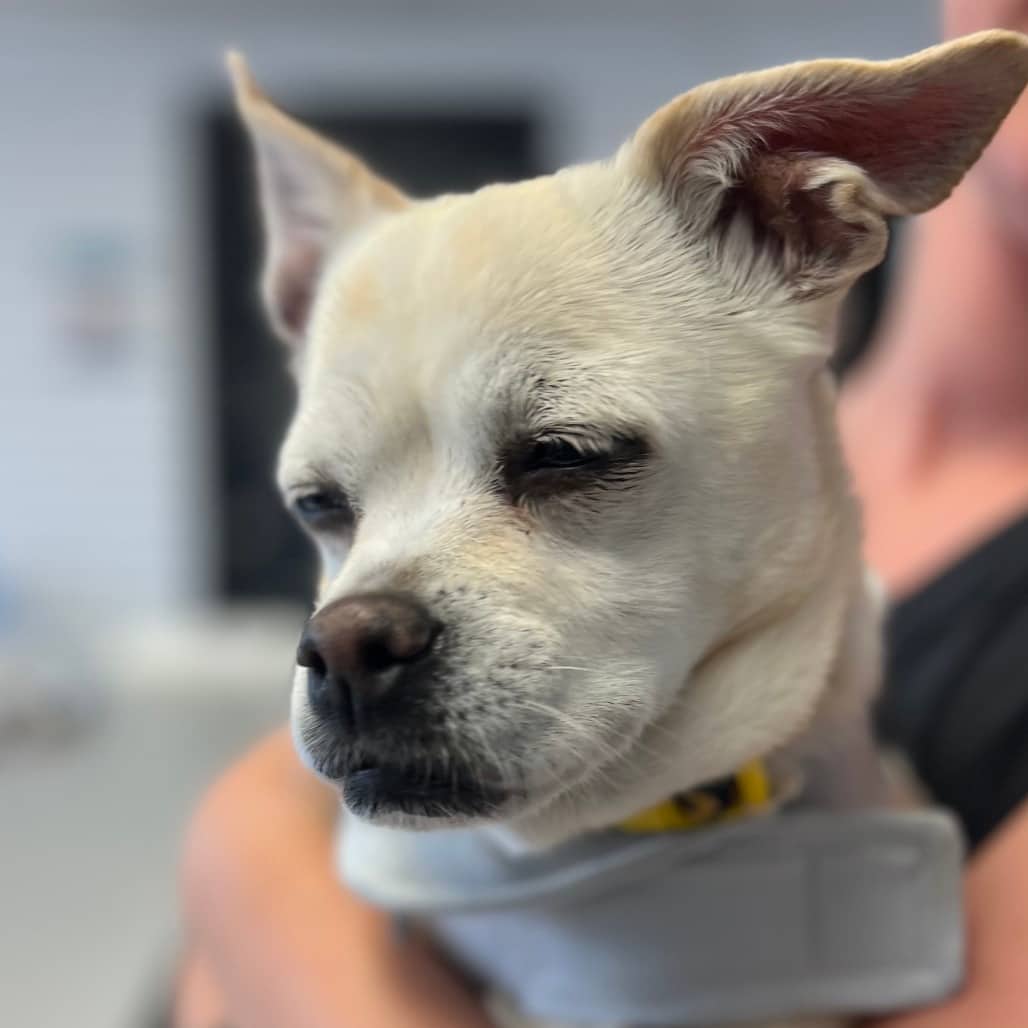 Bailey - Chihuahua available for adoption