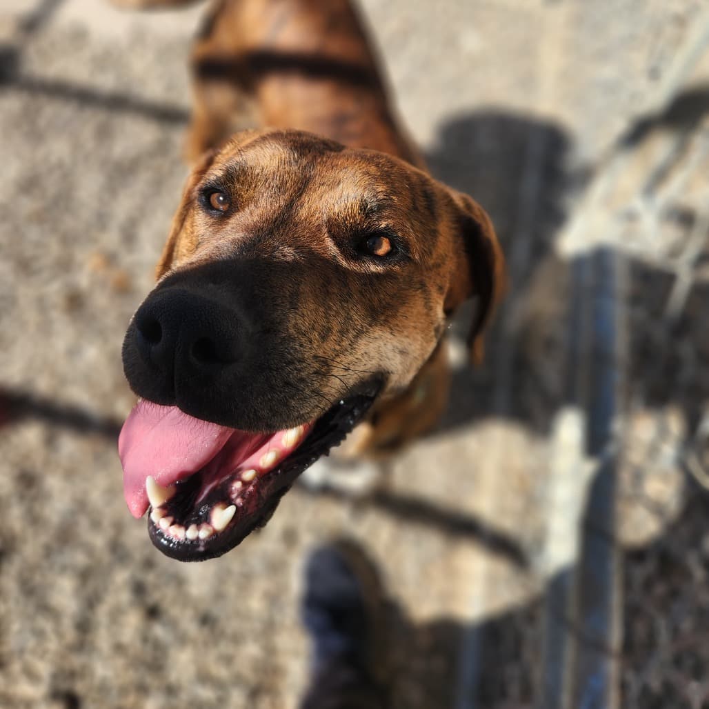 Kellie - Terrier, Pit Bull / Retriever, Chocolate Labrador available for adoption in Saskatchewan