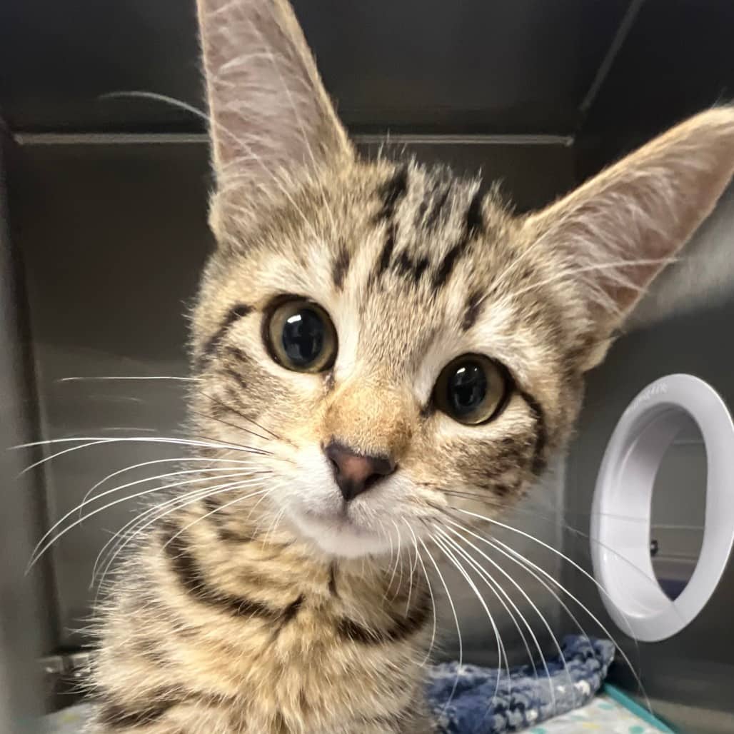 Pebbles - Domestic Shorthair cat available for adoption at Border Paws Animal Shelter in Lloydminster