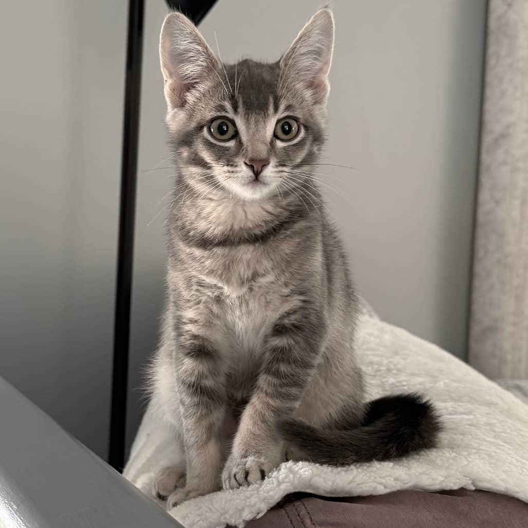 Hook - Domestic Shorthair available for adoption
