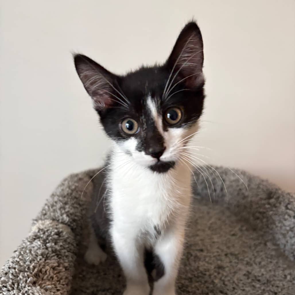 Haze - Domestic Shorthair cat available for adoption at SCARS in Edmonton (1 of 6)