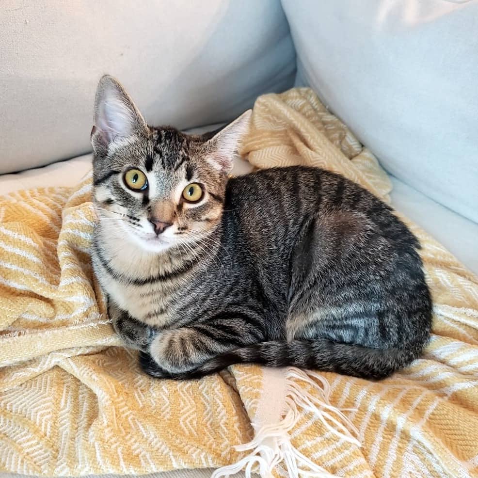 Kingston - Domestic Shorthair cat available for adoption at Vancouver Orphan Kitten Rescue Association in Vancouver