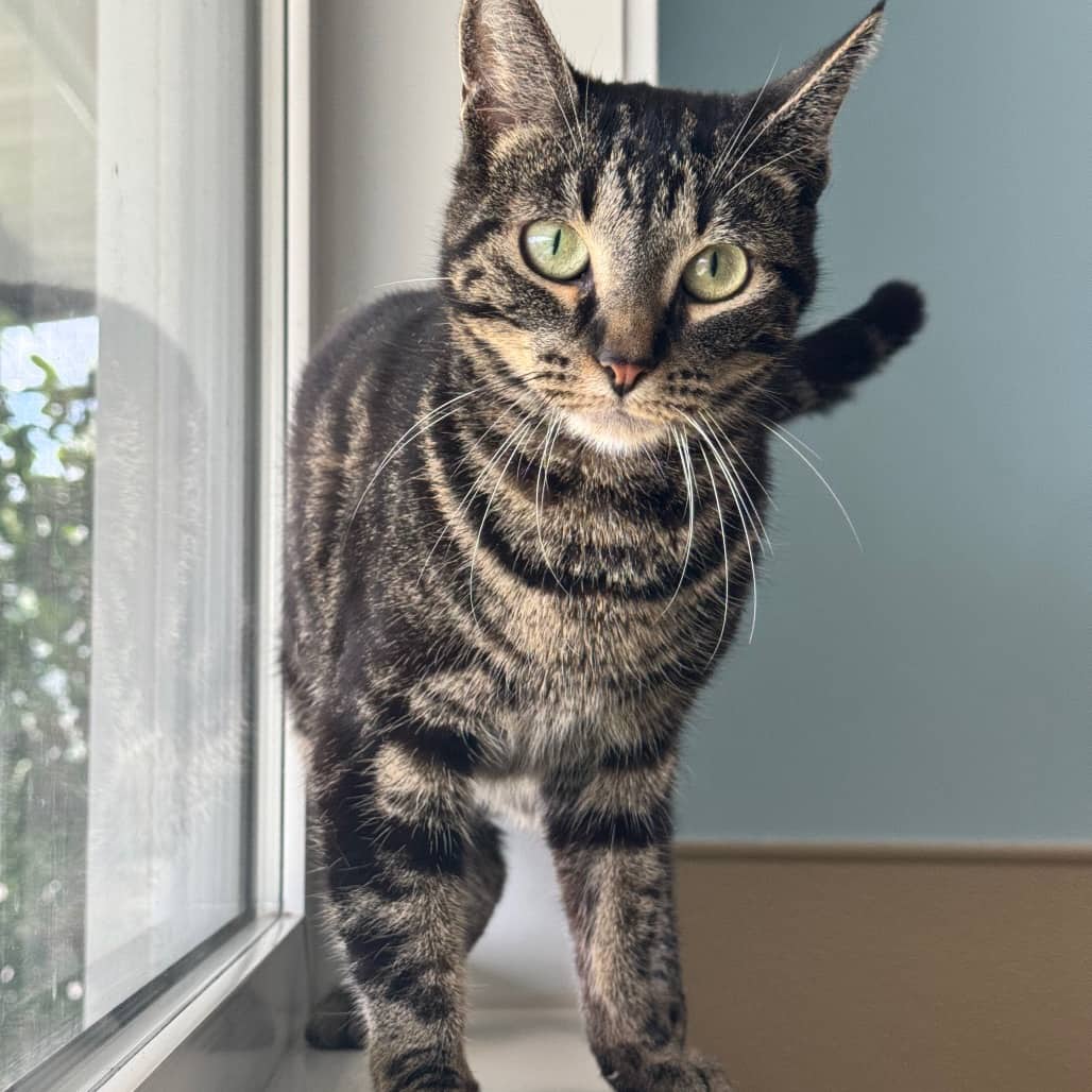 Dior - Domestic Shorthair cat available for adoption at Prince Albert SPCA in Prince Albert