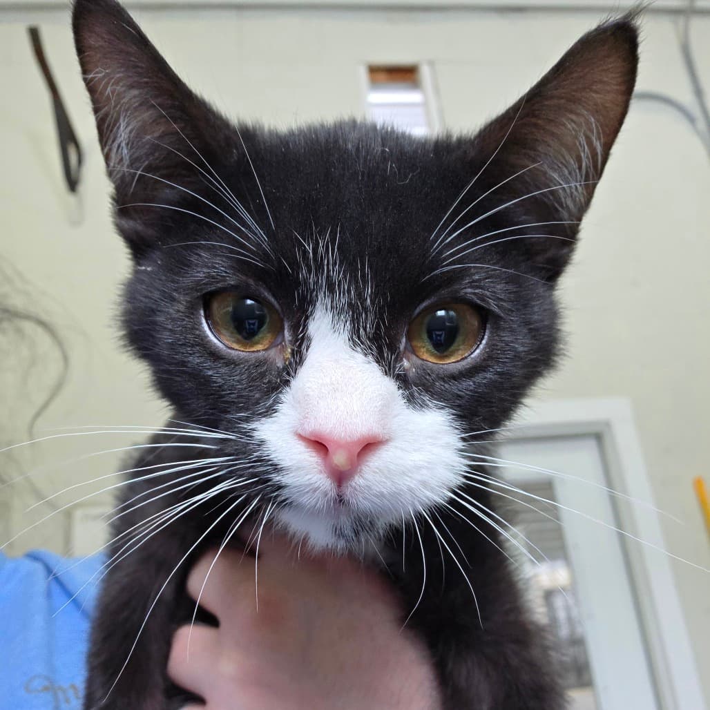 Alastor - Domestic Shorthair cat available for adoption in Calgary