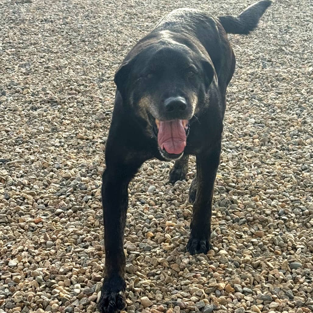 Spike - Retriever, Black Labrador / Boxer available for adoption at Battlefords Humane Society in North Battleford