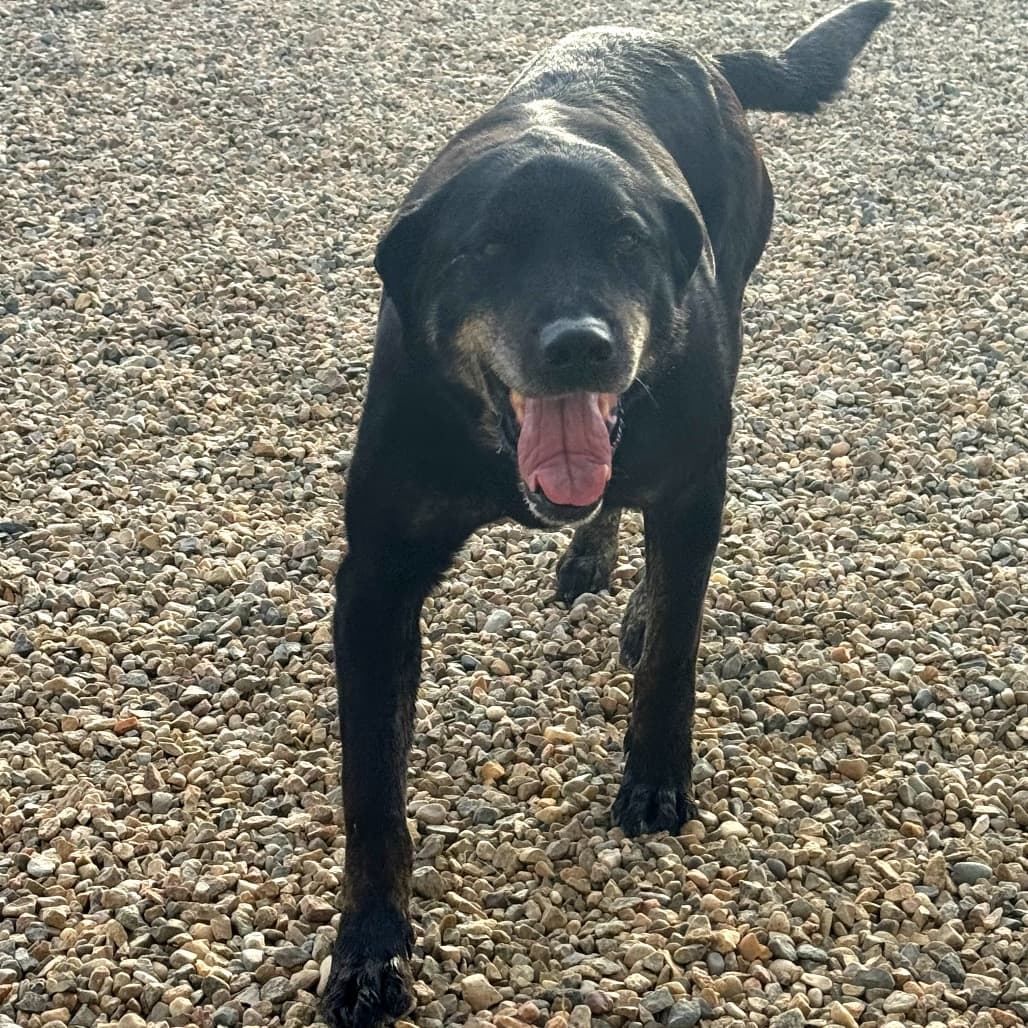 Spike - Retriever, Black Labrador / Boxer available for adoption in Saskatchewan
