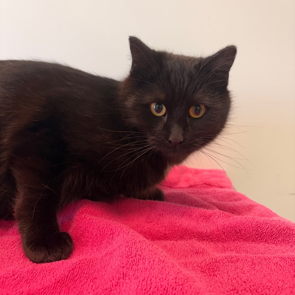 Shadow - Domestic Shorthair cat available for adoption at Saskatoon SPCA in Saskatoon