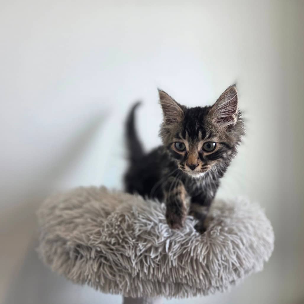 Pretzel - Domestic Medium Hair cat available for adoption in Saskatchewan