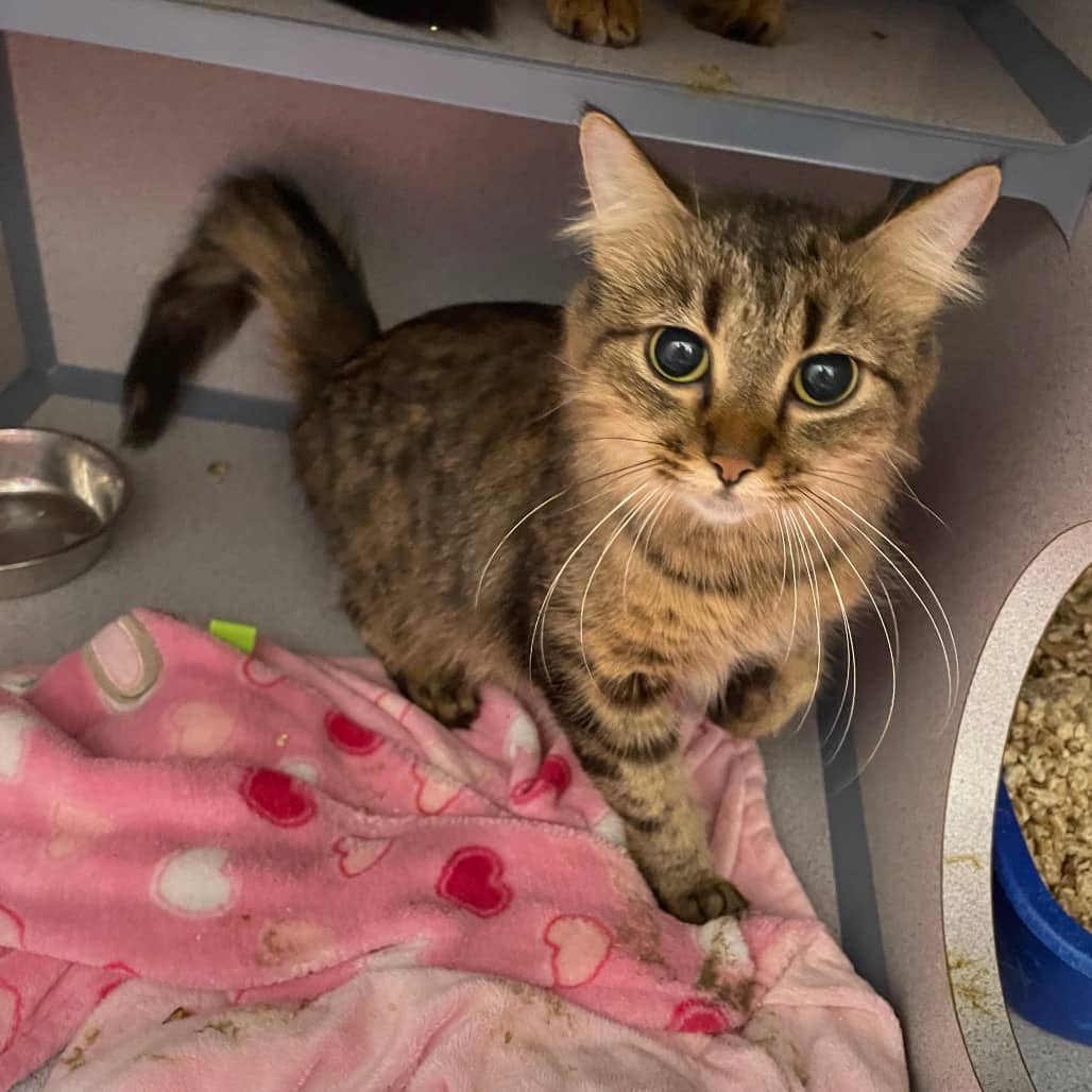 Bobby - Domestic Medium Hair cat available for adoption at Battlefords Humane Society in North Battleford