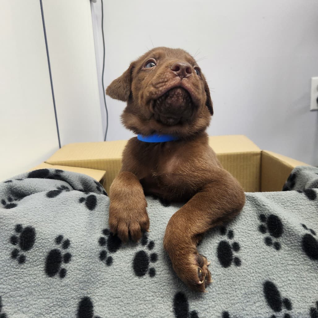 Hot Fudge - Retriever, Labrador / Mixed Breed (Medium) available for adoption in Saskatchewan
