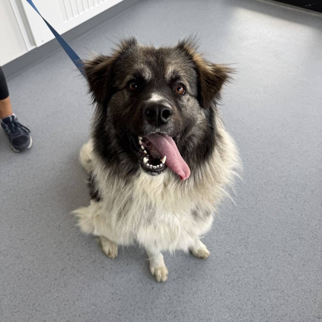 Nika - Husky / Shepherd available for adoption in Calgary
