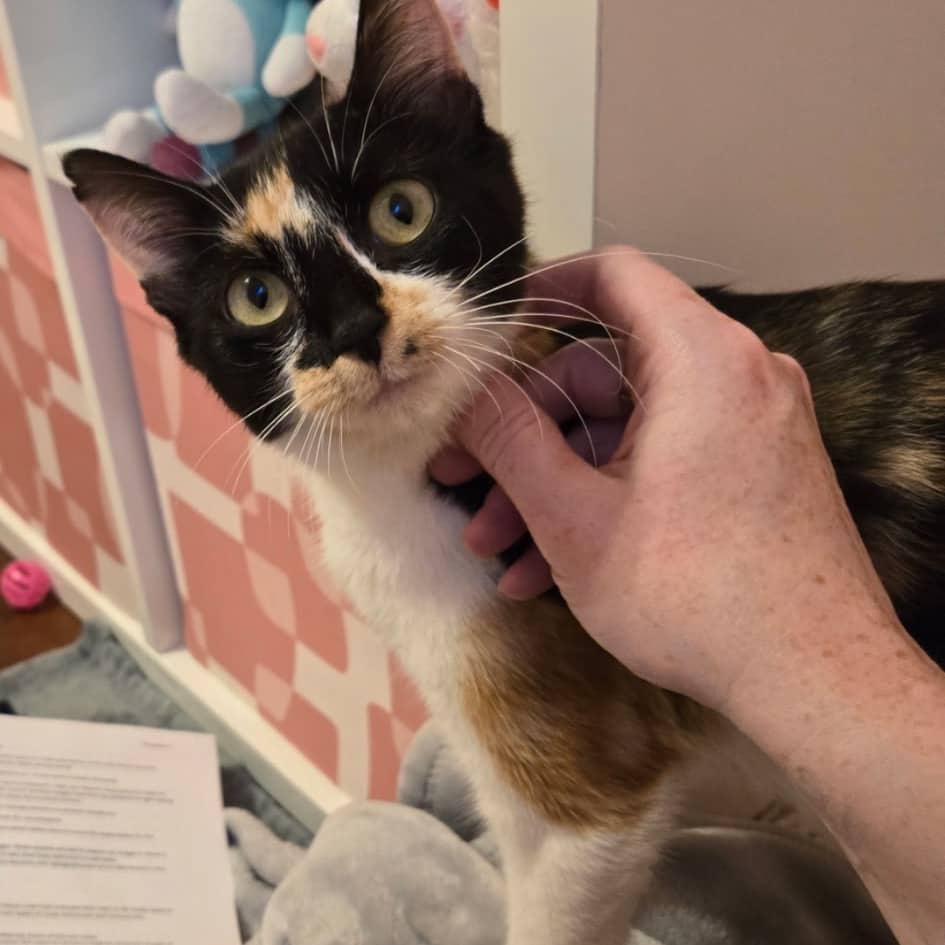 Lara - Domestic Longhair cat available for adoption at SCARS in Edmonton (1 of 3)