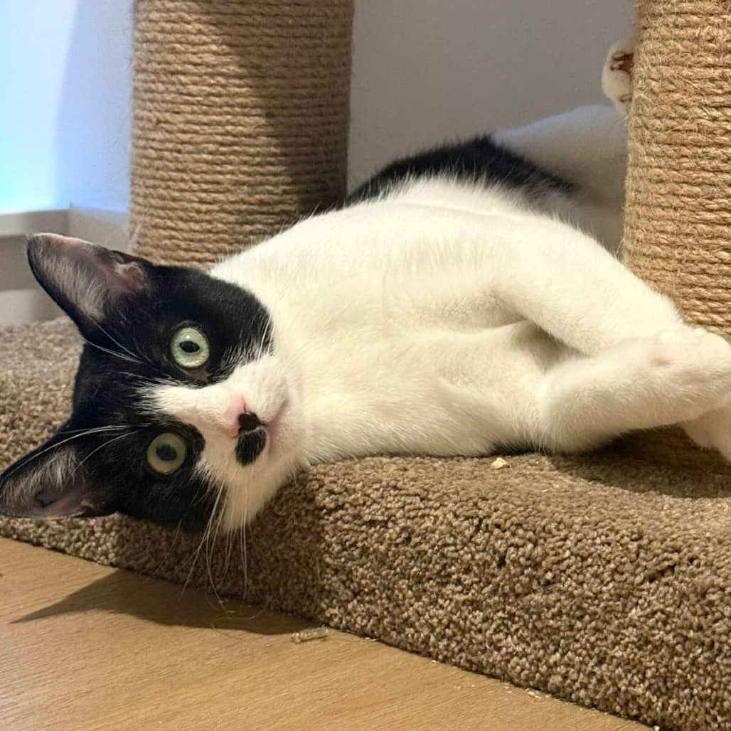 Star - Domestic Shorthair cat available for adoption at Vancouver Orphan Kitten Rescue Association in Vancouver