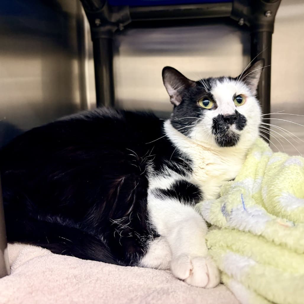 Finley - Domestic Shorthair cat available for adoption at Moose Jaw Humane Society in Moose Jaw