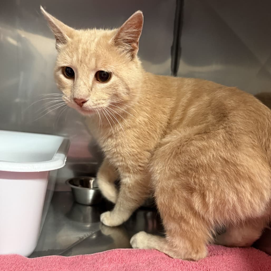 Bison - Domestic Shorthair cat available for adoption at SPCA Swift Current in Swift Current