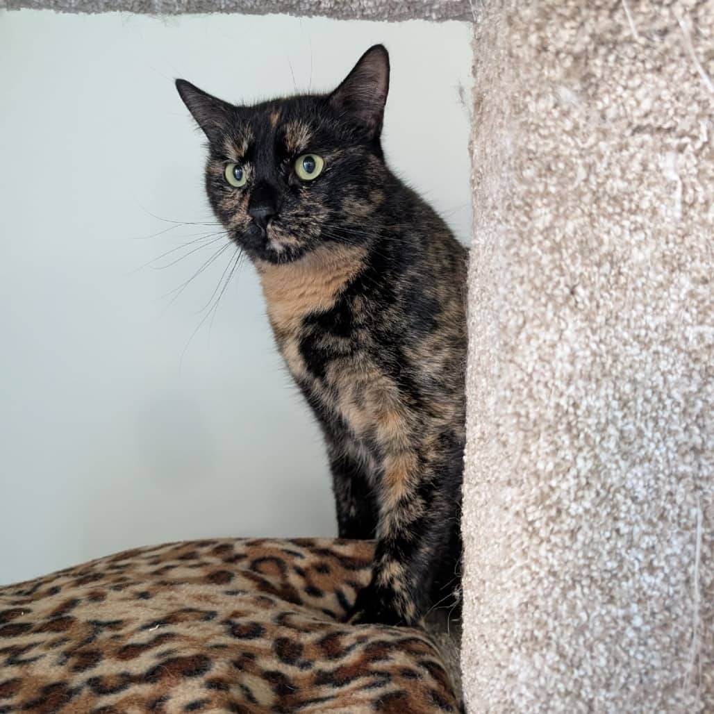 Kitty Gala - Domestic Shorthair available for adoption