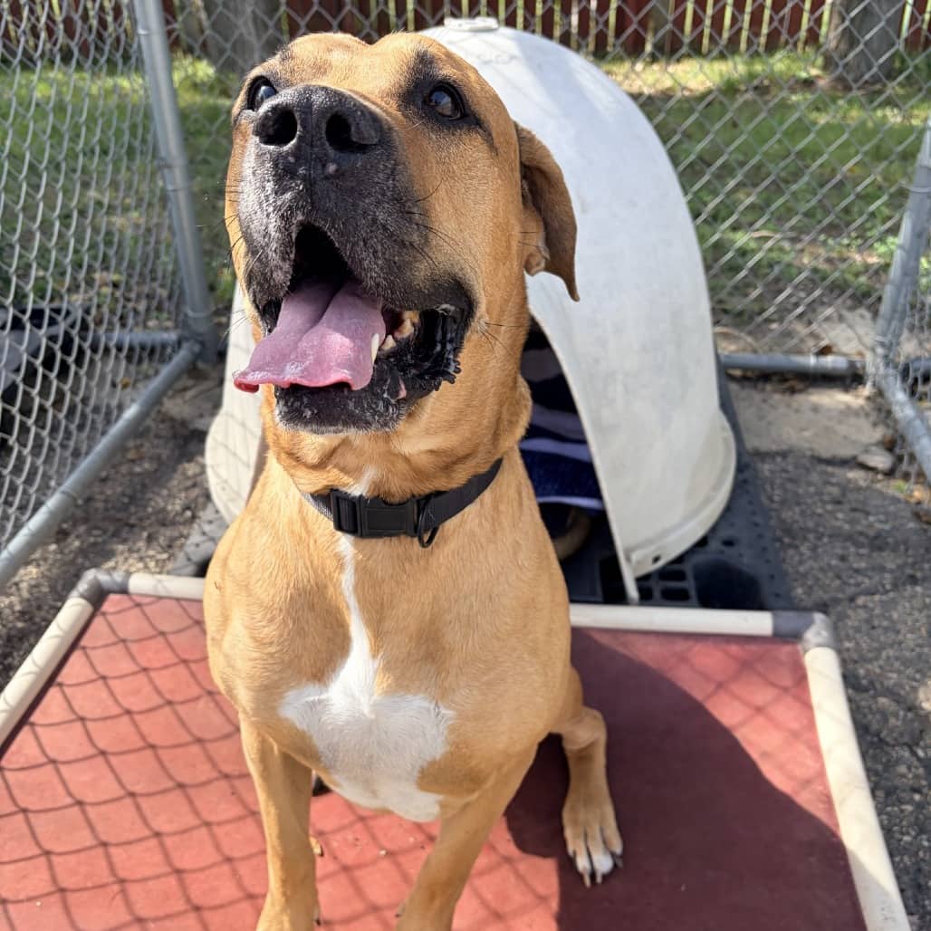 Beau - Mastiff / Great Dane available for adoption in Saskatchewan
