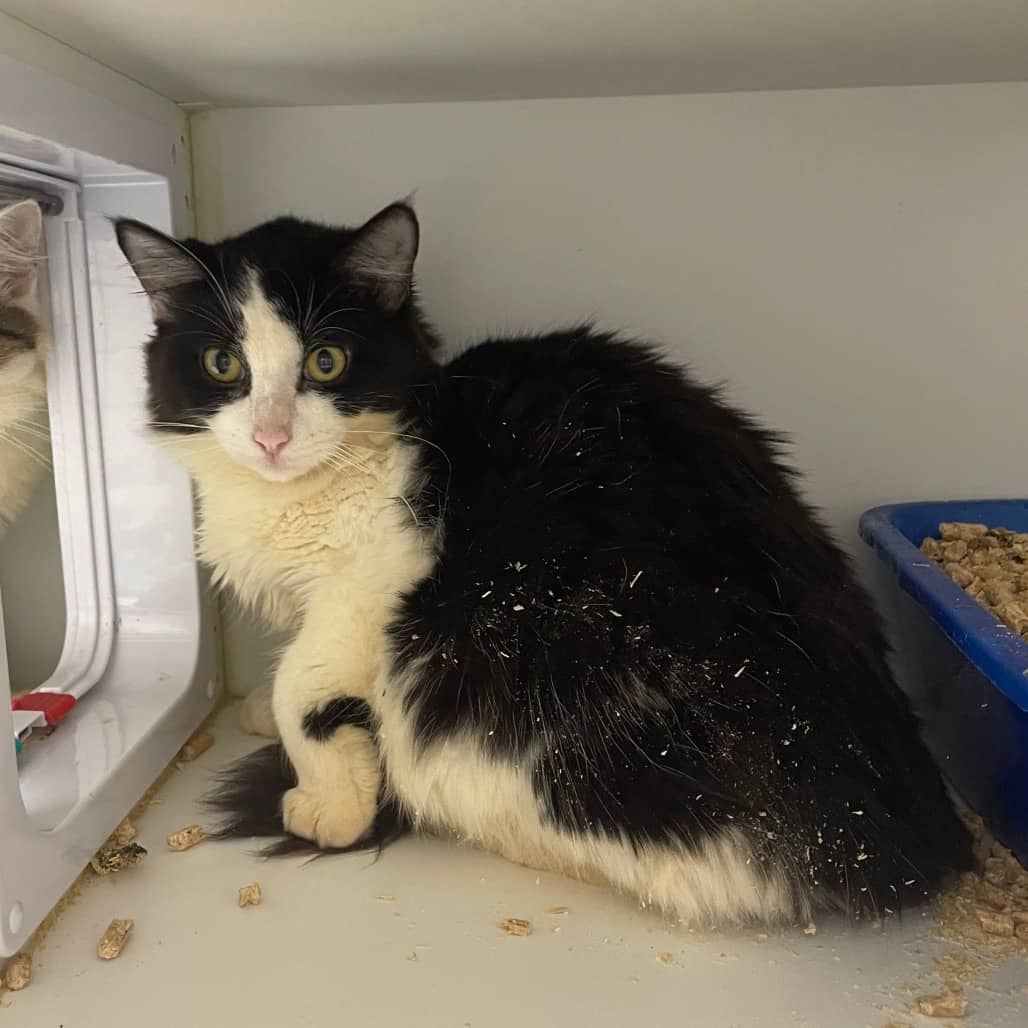 Vera - Domestic Medium Hair cat available for adoption in Saskatchewan