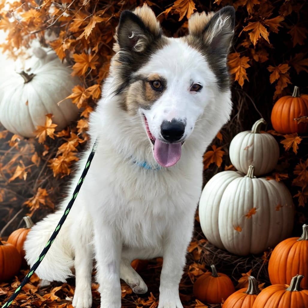 Subwoofer - Mixed Breed (Large) available for adoption in Calgary