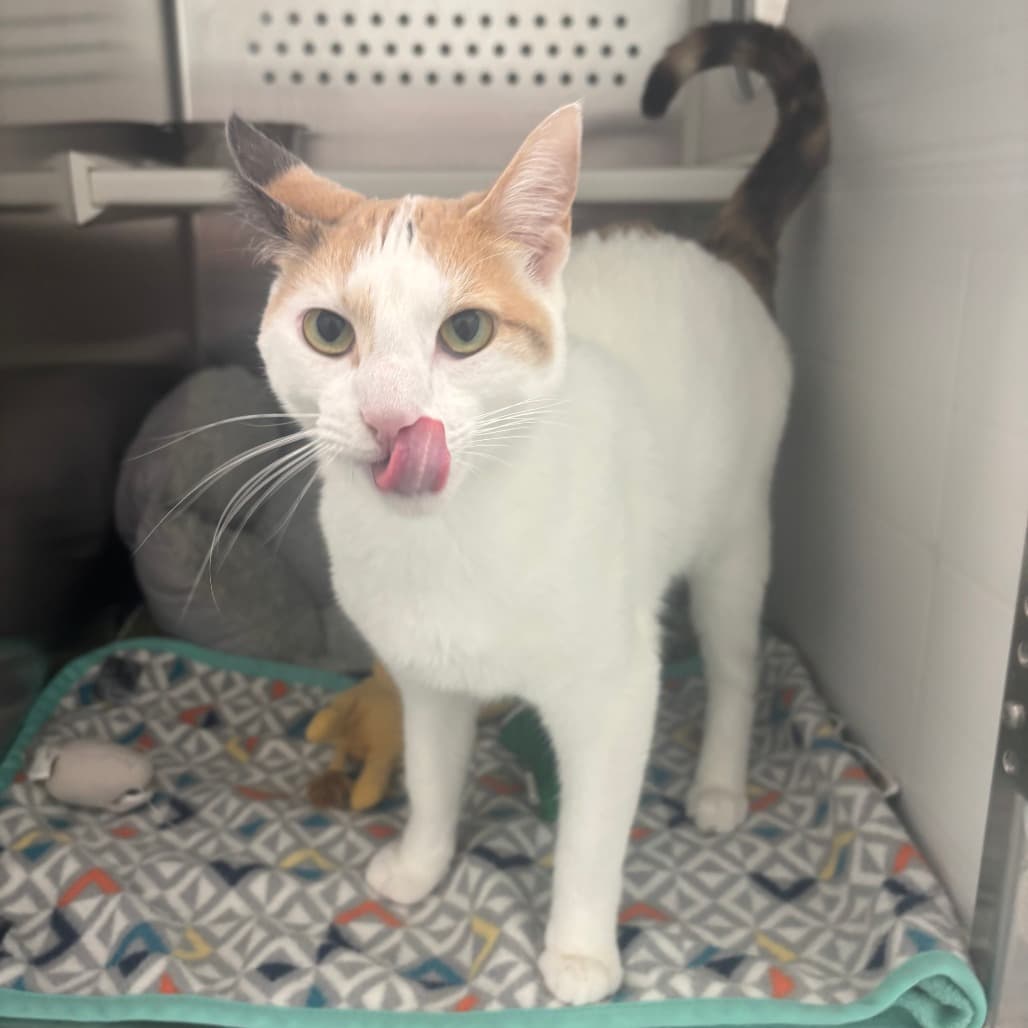 Monica - Domestic Shorthair cat available for adoption at Saskatoon SPCA in Saskatchewan