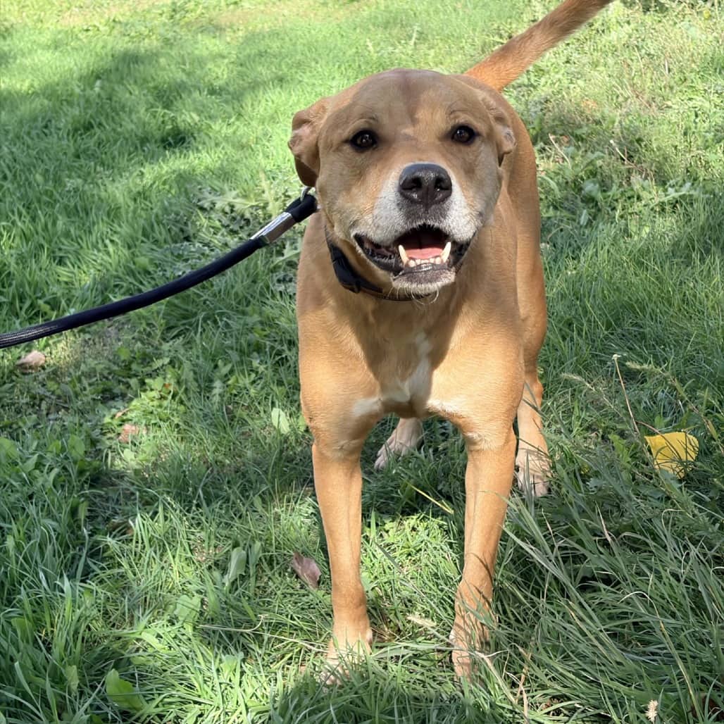 Zeus - Terrier, American Staffordshire / Retriever, Labrador available for adoption in Saskatchewan