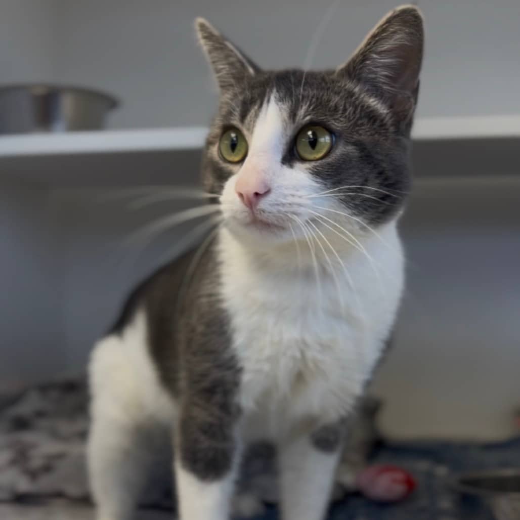 Spade - Domestic Shorthair available for adoption