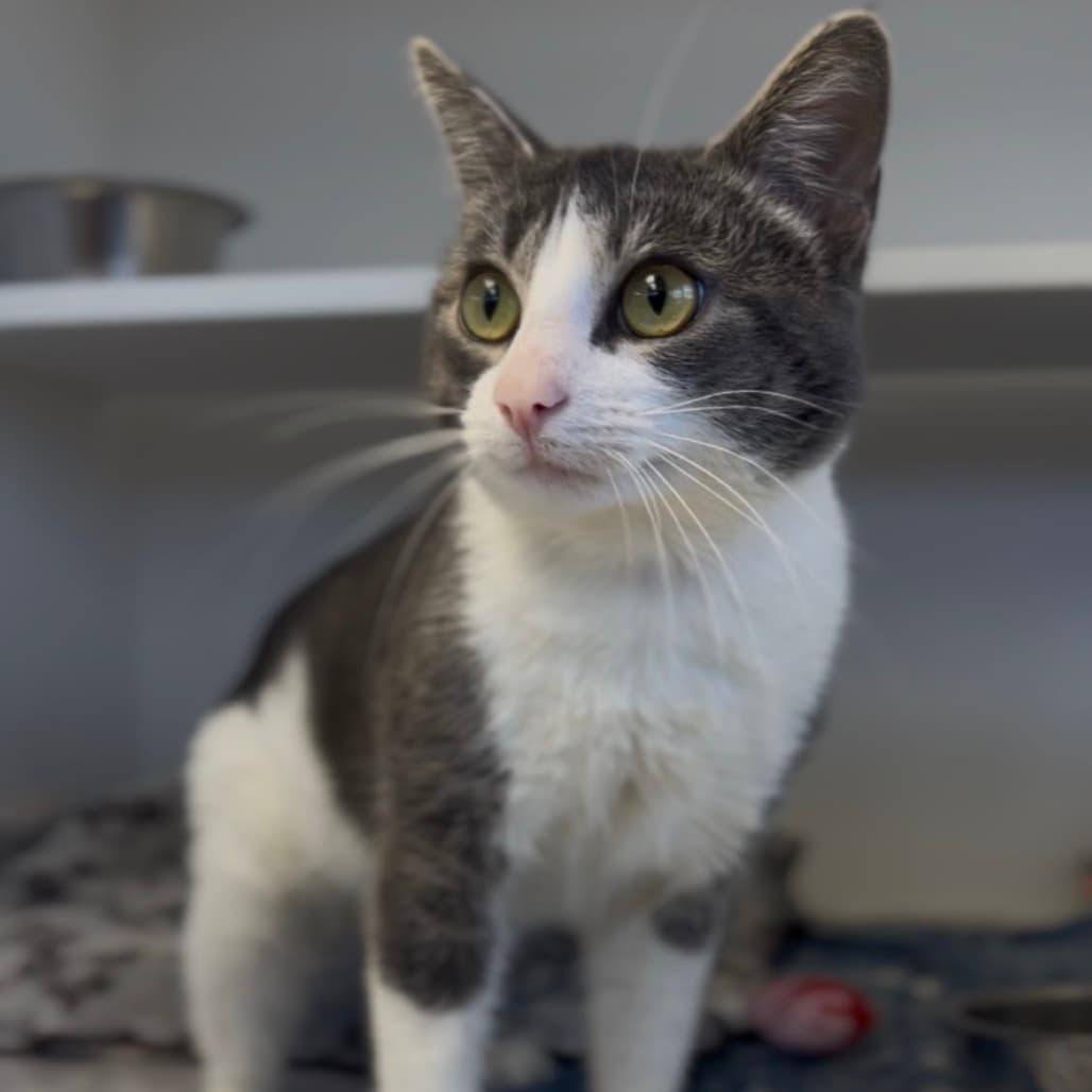 Spade - Domestic Shorthair cat available for adoption at Border Paws Animal Shelter in Lloydminster