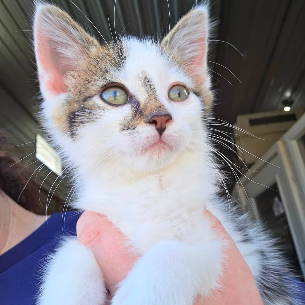 Knox - Domestic Shorthair cat available for adoption at Humboldt & District SPCA in Humboldt