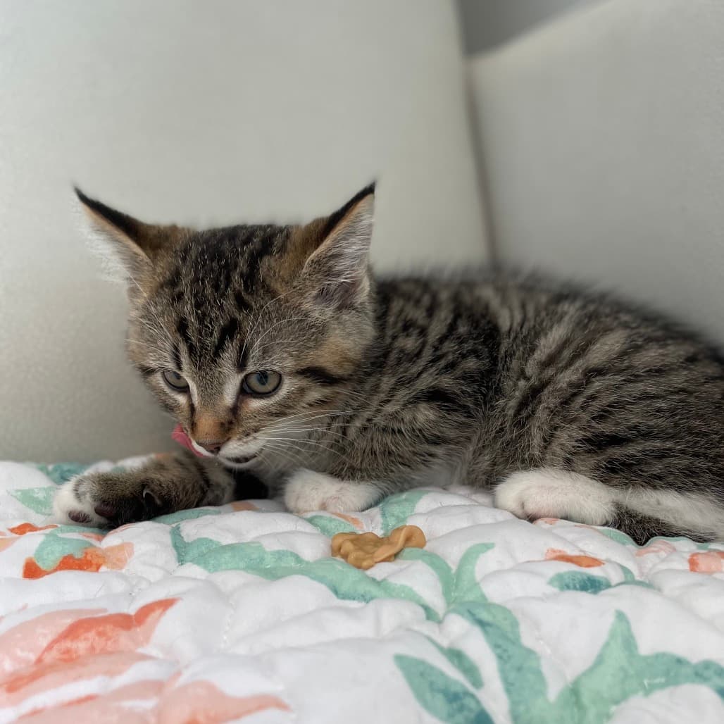 Crackle - Domestic Shorthair available for adoption