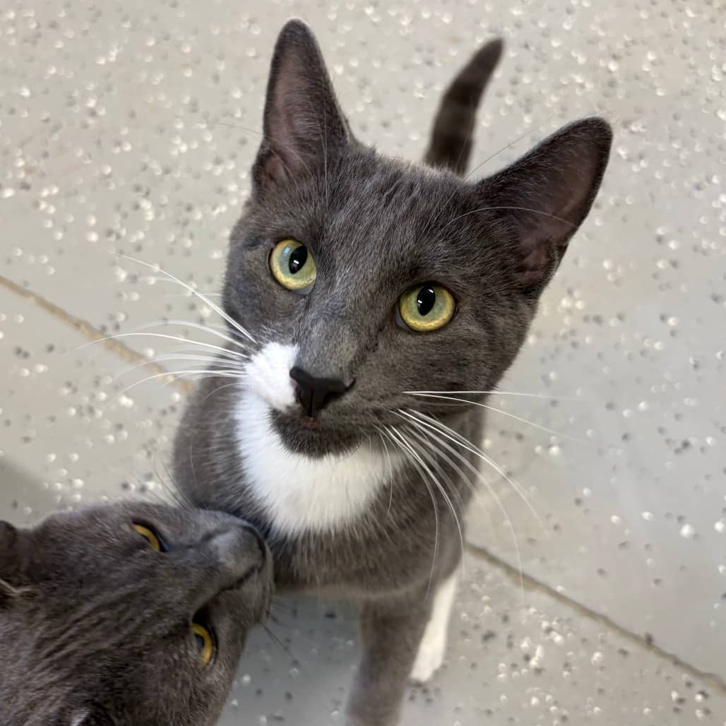 Izzy - Domestic Shorthair / Domestic Shorthair available for adoption
