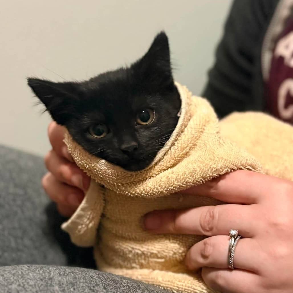 Brook - Domestic Shorthair cat available for adoption at SCARS in Edmonton (1 of 5)