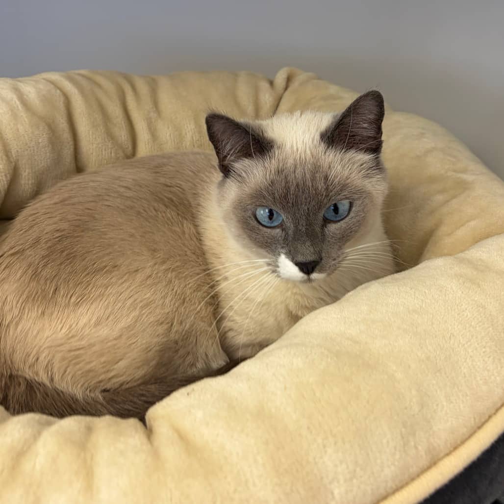 Jules - Domestic Shorthair cat available for adoption at Border Paws Animal Shelter in Lloydminster