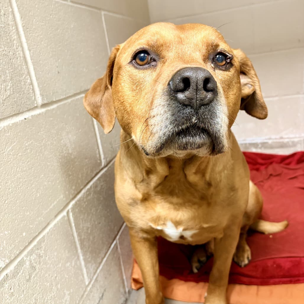 Lycan - Mastiff available for adoption in Calgary