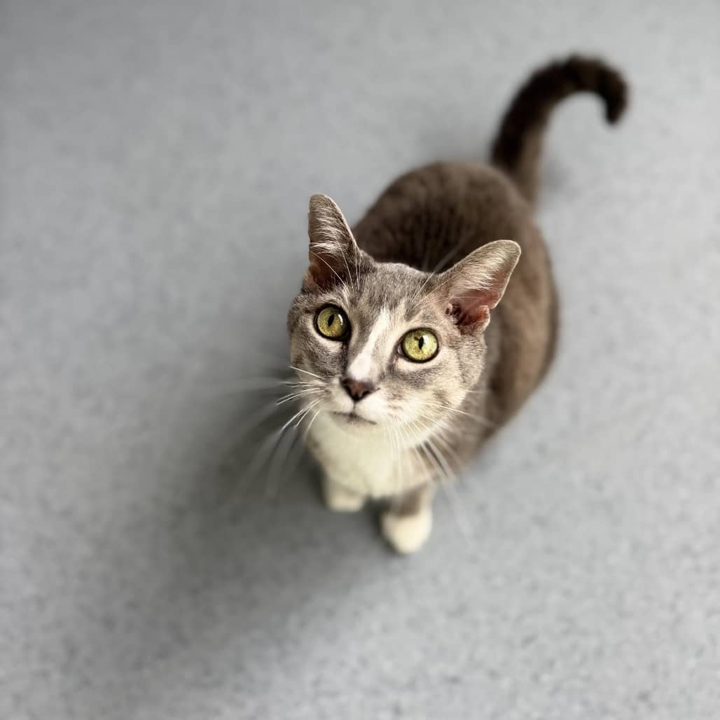 Mittens - Domestic Shorthair cat available for adoption in Saskatchewan