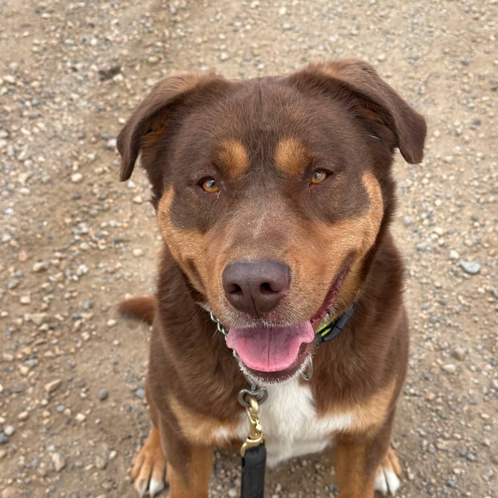 Wally (Courtesy Post for 780 Kennels) - MIXED BREED available for adoption