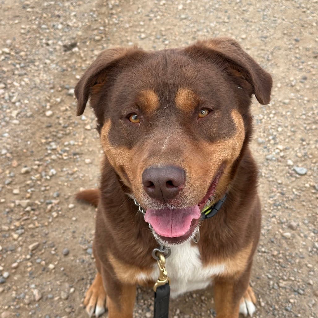 Wally (Courtesy Post for 780 Kennels) - MIXED BREED available for adoption