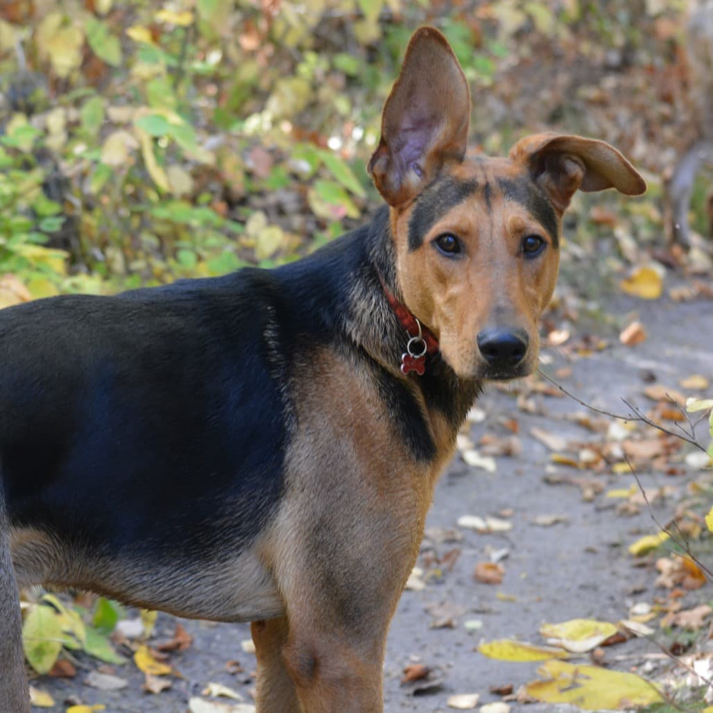 Dougie Doo - MIXED BREED available for adoption at SCARS in Calgary
