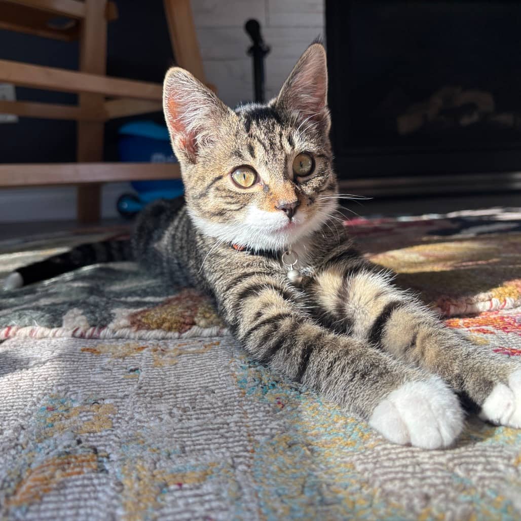 Minou - Domestic Shorthair cat available for adoption at SCARS in Edmonton (1 of 6)