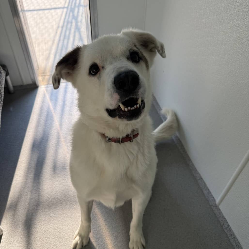 Milo - Mixed Breed (Large) / Pyrenees, Great available for adoption in Calgary