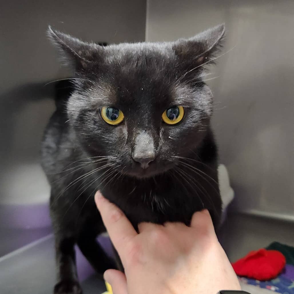 Gomez (MELFORT POUND) - Domestic Shorthair cat available for adoption at North East SPCA in Melfort
