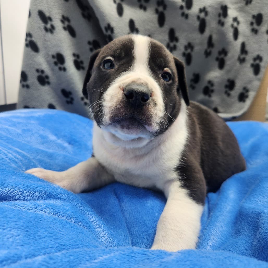 5 - Auden - Terrier, Pit Bull / Mixed Breed (Medium) available for adoption in Saskatchewan