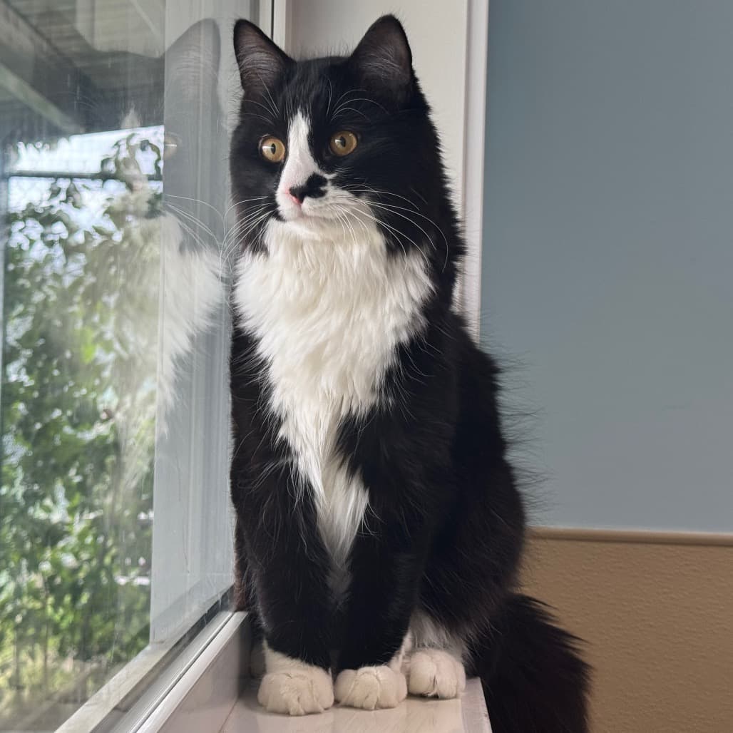 Gatsby - Domestic Longhair cat available for adoption at Prince Albert SPCA in Prince Albert