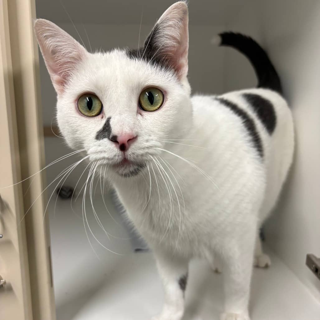 Skye - Domestic Shorthair available for adoption