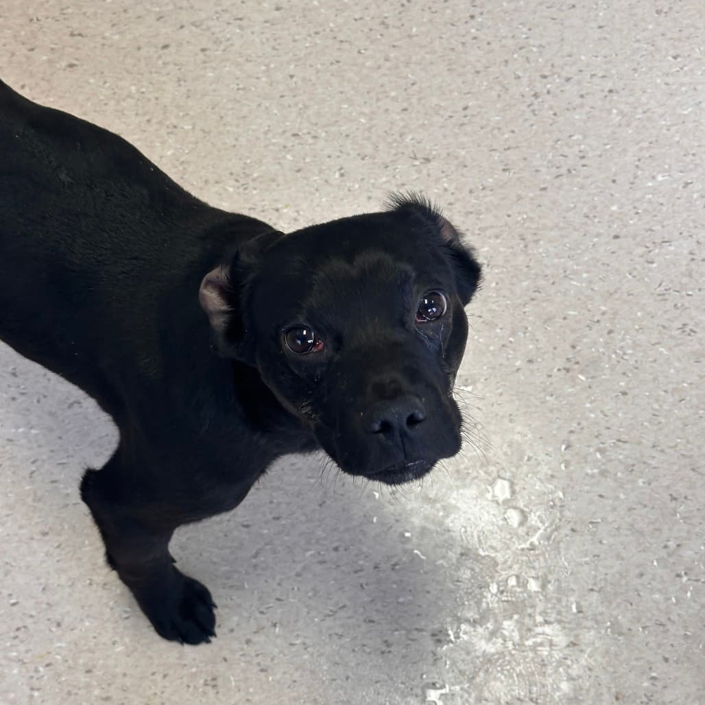 Deebo - RETRIEVER, LABRADOR/MIX available for adoption in Calgary
