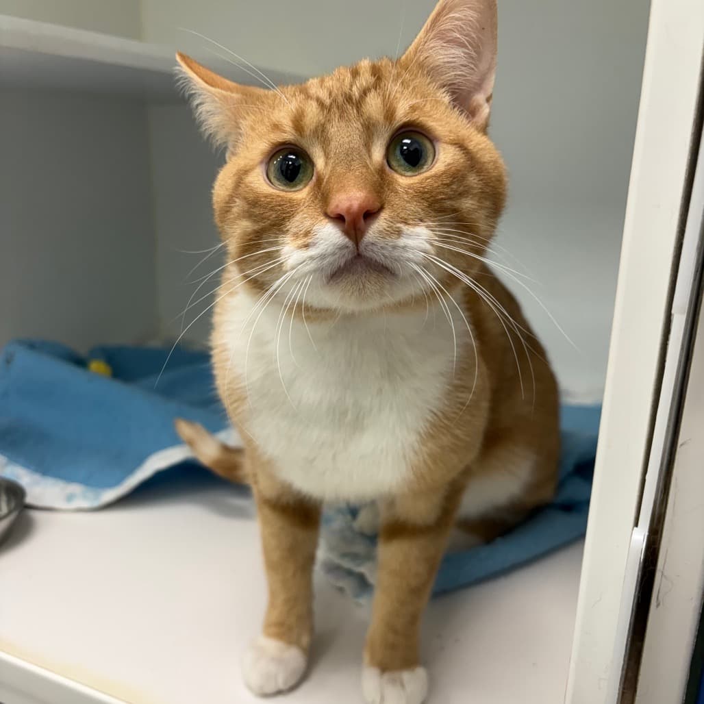 Moustache - Domestic Shorthair cat available for adoption at Saskatoon SPCA in Saskatchewan