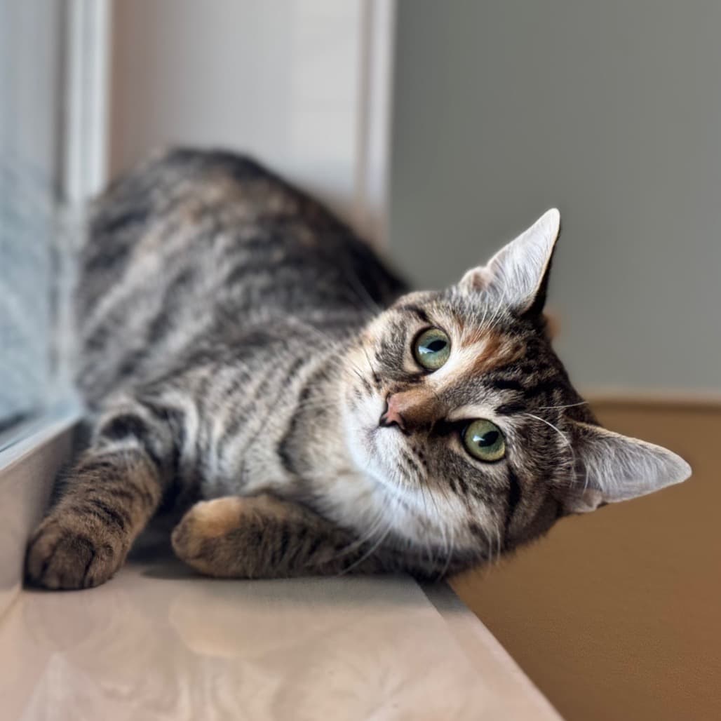 Sweet Pea - Domestic Shorthair cat available for adoption at Prince Albert SPCA in Prince Albert